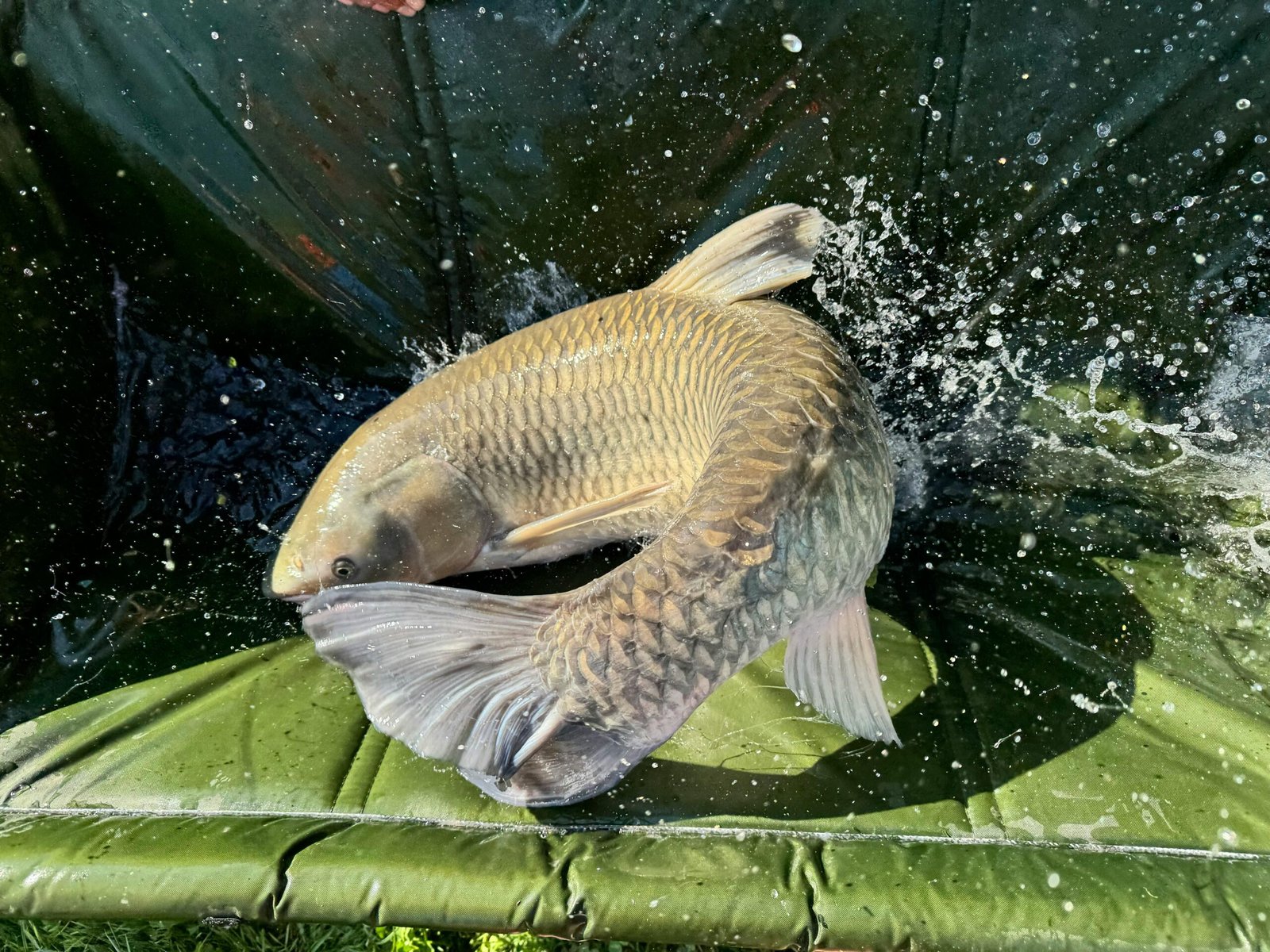 Carp Flopping